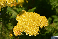 Skysail Yellow Yarrow (Achillea millefolium 'Skysail Yellow') at A Very Successful Garden Center