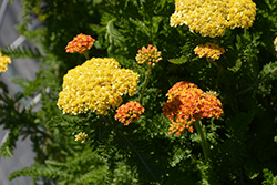 Skysail Yellow Yarrow (Achillea millefolium 'Skysail Yellow') at A Very Successful Garden Center