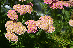 Skysail Bright Pink Yarrow (Achillea millefolium 'Skysail Bright Pink') at Stonegate Gardens