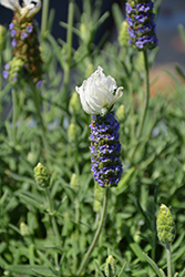 Javelin Forte White Lavender (Lavandula stoechas 'Javelin Forte White') at Stonegate Gardens