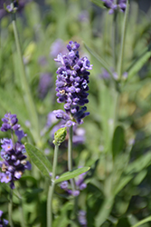 Aromatico Blue Lavender (Lavandula angustifolia 'Lablusa') at A Very Successful Garden Center