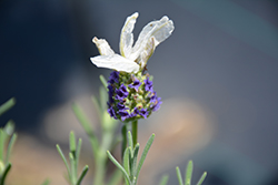 Laveanna White Frost Lavender (Lavandula stoechas 'Laveanna White Frost') at A Very Successful Garden Center
