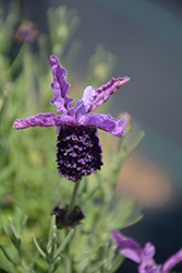 Laveanna Violet Lavender (Lavandula stoechas 'Laveanna Violet') at Stonegate Gardens