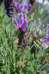 Laveanna Grand Purple Lavender (Lavandula stoechas 'Laveanna Grand Purple') at A Very Successful Garden Center