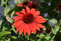 Panama Red Coneflower (Echinacea 'Panama Red') at A Very Successful Garden Center