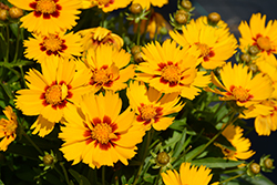 Solanna Bright Touch Tickseed (Coreopsis grandiflora 'Solanna Bright Touch') at Lakeshore Garden Centres