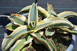 Blue Ivory Agave (Agave 'Blue Ivory') at Stonegate Gardens