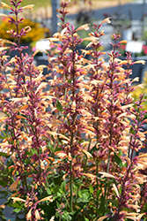 Meant To Bee Queen Nectarine Anise Hyssop (Agastache 'Queen Nectarine') at Lakeshore Garden Centres