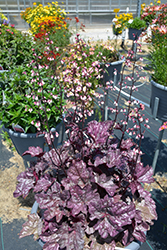 Dolce Frosted Berry Coral Bells (Heuchera 'Frosted Berry') at Lakeshore Garden Centres