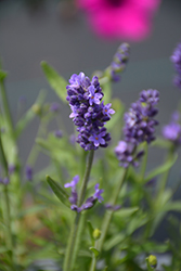 Scent Blue Lavender (Lavandula angustifolia 'Scent Blue') at A Very Successful Garden Center