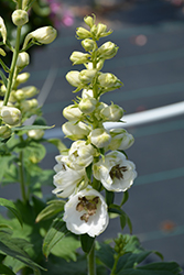 Delphina White Black Bee Larkspur (Delphinium 'Delphina White Black Bee') at A Very Successful Garden Center