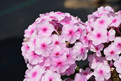 Ka-Pow Soft Pink Garden Phlox (Phlox paniculata 'Balkaposin') at A Very Successful Garden Center