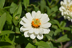 Profusion Double White Zinnia (Zinnia 'Profusion Double White') at The Mustard Seed