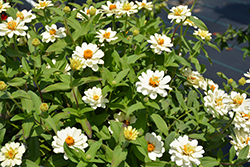 Profusion Double White Zinnia (Zinnia 'Profusion Double White') at A Very Successful Garden Center