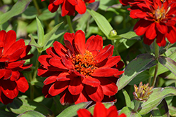 Profusion Double Red Zinnia (Zinnia 'Profusion Double Red') at Lakeshore Garden Centres