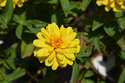 Profusion Double Yellow Zinnia (Zinnia 'Profusion Double Yellow') at Lakeshore Garden Centres