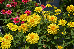 Profusion Double Yellow Zinnia (Zinnia 'Profusion Double Yellow') at Lakeshore Garden Centres