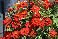 Profusion Red Zinnia (Zinnia 'Profusion Red') at A Very Successful Garden Center