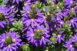 Surdiva Blue Violet Fan Flower (Scaevola aemula 'Surdiva Blue Violet') at Lakeshore Garden Centres