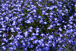 Suntory Trailing Blue with Eye Lobelia (Lobelia 'Suntory Trailing Blue with Eye') at A Very Successful Garden Center
