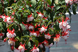 Angel Earrings Double Red Fuchsia (Fuchsia 'Angel Earrings Double Red') at A Very Successful Garden Center