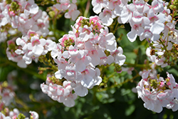 Sundiascia Upright Blush White Twinspur (Diascia 'Sundiascia Upright Blush White') at A Very Successful Garden Center