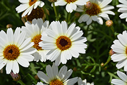 Madeira White Marguerite Daisy (Argyranthemum frutescens 'Bonmadwitim') at Lakeshore Garden Centres