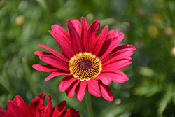 Grandaisy Red Daisy (Argyranthemum 'Grandaisy Red') at A Very Successful Garden Center