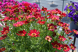 Grandaisy Red Daisy (Argyranthemum 'Grandaisy Red') at Lakeshore Garden Centres