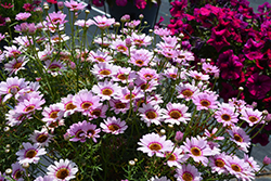 Grandaisy Pink Halo Daisy (Argyranthemum 'Grandaisy Pink Halo') at A Very Successful Garden Center