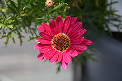 Grandaisy Dark Pink Daisy (Argyranthemum 'Grandaisy Dark Pink') at A Very Successful Garden Center