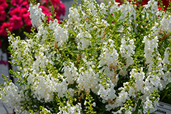 Sungelonia White Angelonia (Angelonia angustifolia 'Sungelonia White') at Lakeshore Garden Centres
