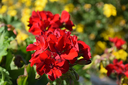 Calliope Large Red Geranium (Pelargonium 'Calliope Large Red') at A Very Successful Garden Center