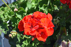 Americana Bright Red Geranium (Pelargonium 'Americana Bright Red') at A Very Successful Garden Center