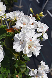 Moxie! White Geranium (Pelargonium 'Moxie! White') at A Very Successful Garden Center