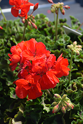 Moxie! Scarlet Geranium (Pelargonium 'Moxie! Scarlet') at Lakeshore Garden Centres