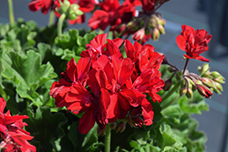 Moxie! Dark Red Geranium (Pelargonium 'Moxie! Dark Red') at A Very Successful Garden Center