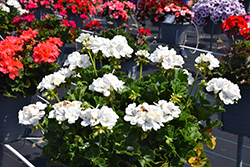 Mojo White Geranium (Pelargonium 'Mojo White') at Lakeshore Garden Centres