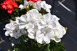 Mojo White Geranium (Pelargonium 'Mojo White') at A Very Successful Garden Center