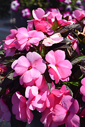 Sonic Light Pink New Guinea Impatiens (Impatiens 'Sonic Light Pink') at A Very Successful Garden Center
