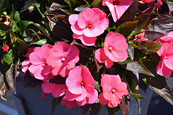 Sonic Pink New Guinea Impatiens (Impatiens 'Sonic Pink') at A Very Successful Garden Center