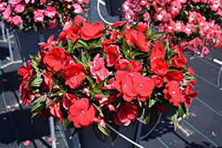 Sonic Red New Guinea Impatiens (Impatiens 'Sonic Red') at The Mustard Seed
