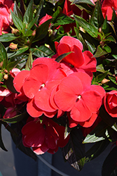 Sonic Red New Guinea Impatiens (Impatiens 'Sonic Red') at A Very Successful Garden Center