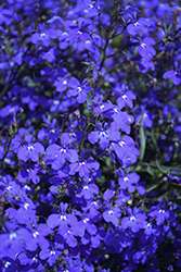 Techno Dark Blue Lobelia (Lobelia erinus 'Techno Dark Blue') at A Very Successful Garden Center