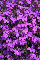 Techno Upright Purple Lobelia (Lobelia erinus 'Techno Upright Purple') at Lakeshore Garden Centres