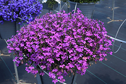 Techno Upright Purple Lobelia (Lobelia erinus 'Techno Upright Purple') at A Very Successful Garden Center