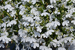 Techno Upright White Lobelia (Lobelia erinus 'Techno Upright White') at A Very Successful Garden Center