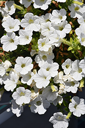 Dekko White Petunia (Petunia 'Dekko White') at A Very Successful Garden Center
