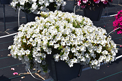 Itsy White Petunia (Petunia 'Itsy White') at A Very Successful Garden Center