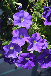 Sanguna Light Blue Petunia (Petunia 'Sanguna Light Blue') at A Very Successful Garden Center